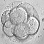 八細胞胚胎